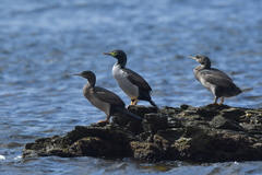 Phalacrocorax featherstoni