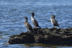 Phalacrocorax featherstoni