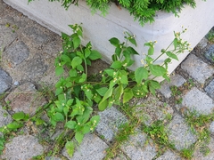 Galinsoga quadriradiata