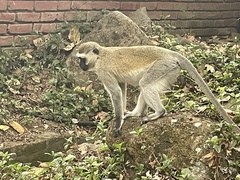 Chlorocebus pygerythrus hilgerti