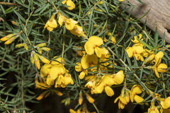 Pultenaea juniperina