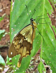 Papilio dardanus cenea