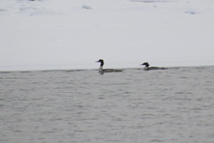 Mergus merganser