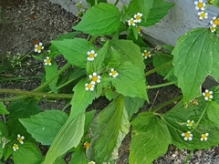 Galinsoga quadriradiata