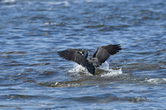 Phalacrocorax featherstoni