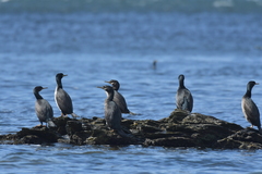 Phalacrocorax featherstoni