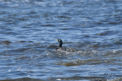 Phalacrocorax featherstoni