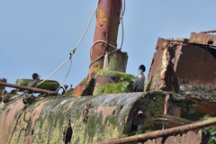 Phalacrocorax featherstoni