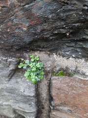 Asplenium ruta-muraria