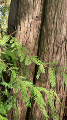Taxodium