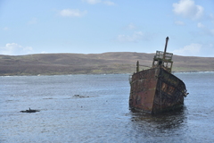 Phalacrocorax featherstoni