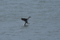Phalacrocorax featherstoni