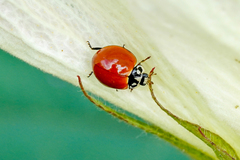 Cycloneda sanguinea