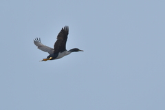 Phalacrocorax featherstoni