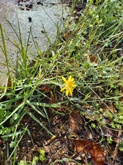 Reichardia picroides