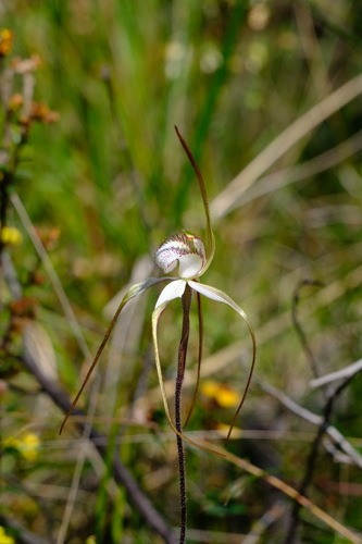 Image of Caladenia venusta by (c) Peter Crowcroft, some rights reserved (CC BY)