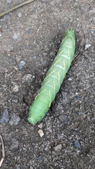 Clanis bilineata