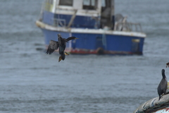 Phalacrocorax featherstoni