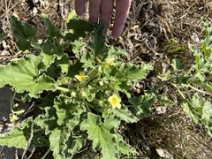 Ecballium elaterium