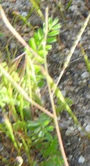 Biserrula pelecinus