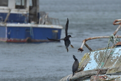 Phalacrocorax featherstoni
