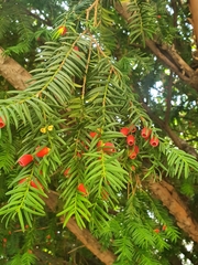 Taxus baccata