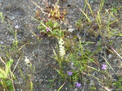 Biserrula pelecinus