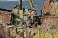 Phalacrocorax featherstoni