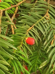 Taxus baccata