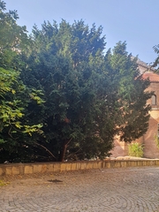 Taxus baccata
