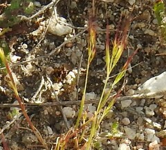 Festuca muralis