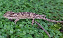 Bradypodion melanocephalum