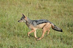 Lupulella mesomelas schmidti