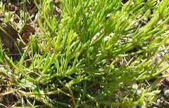 Ortegia hispanica