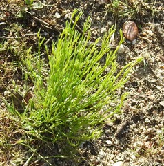 Ortegia hispanica
