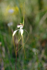 Caladenia venusta