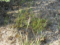 Festuca fasciculata
