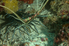 Panulirus versicolor