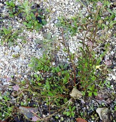 Iberis ciliata contracta