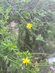 Pavonia sepium