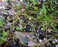 Iberis ciliata contracta