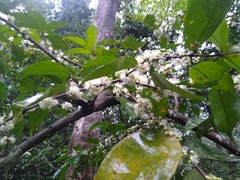 Aneulophus africanus