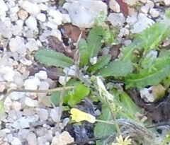 Hypochaeris glabra