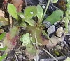 Hypochaeris glabra