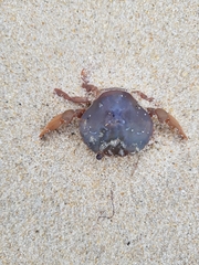 Polybius henslowii