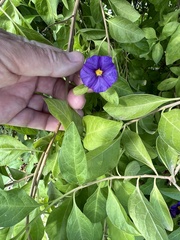 Lycianthes