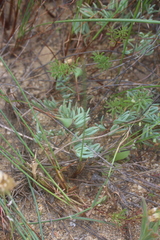 Lampranthus sociorum