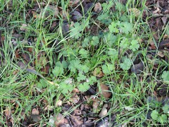 Geranium rotundifolium