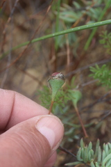 Lampranthus sociorum