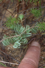 Lampranthus sociorum
